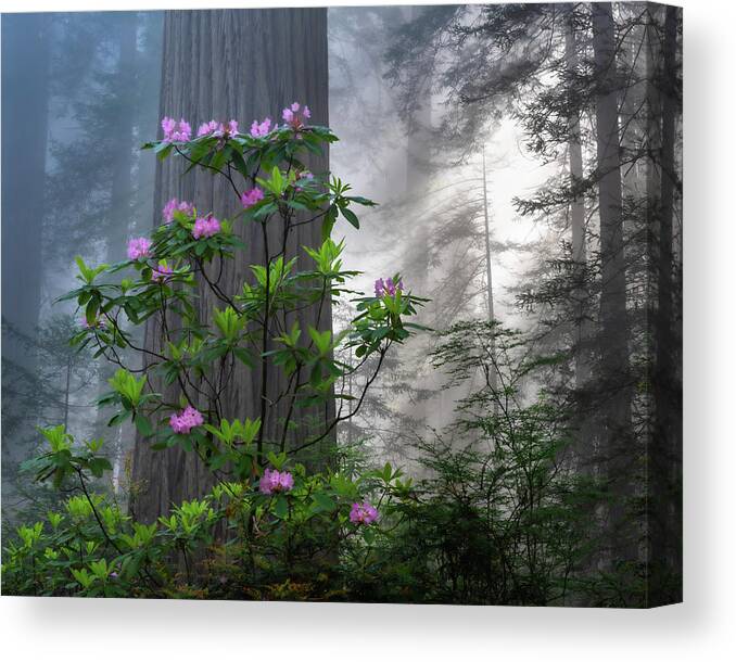Trees Canvas Print featuring the photograph Rhodie Crown by Chuck Jason