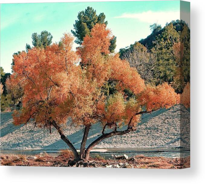 Tree Canvas Print featuring the photograph River Island Tree by Andrew Lawrence