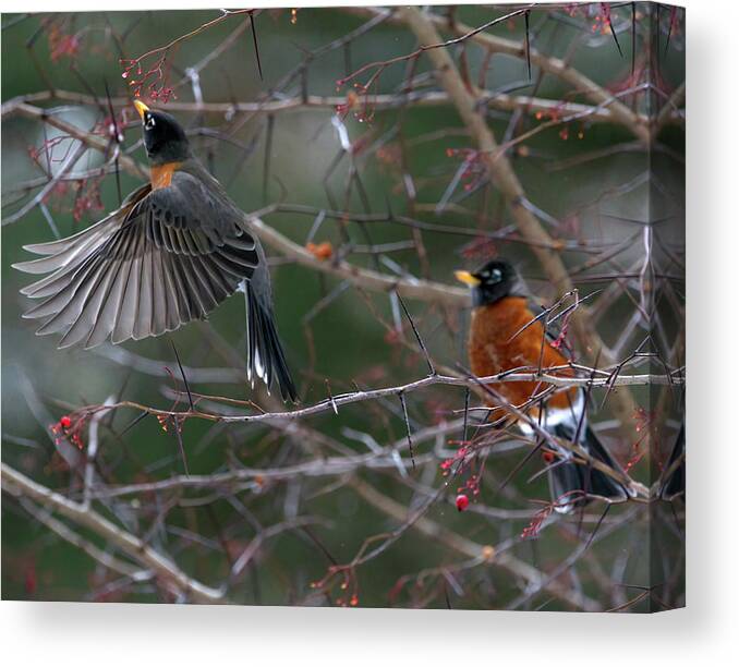 Bird Canvas Print featuring the photograph American Robin with Wings Down by Flinn Hackett