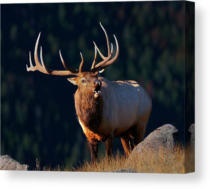 Rocky Mountain Bull Elk Bugling Canvas Print featuring the photograph Rocky Mountain Bull Elk bugling by Gary Langley