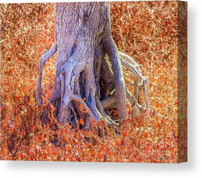Roots Canvas Print featuring the photograph Roots by Shirley Dutchkowski