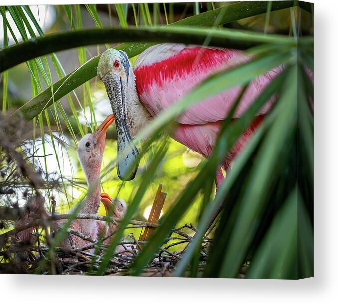 Roseate Spoonbill Canvas Print featuring the photograph Roseate spoonbill and chicks by Robert Miller