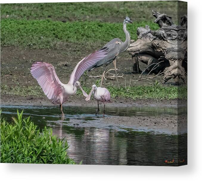 Nature Canvas Print featuring the photograph Roseate Spoonbills DMSB0227 by Gerry Gantt