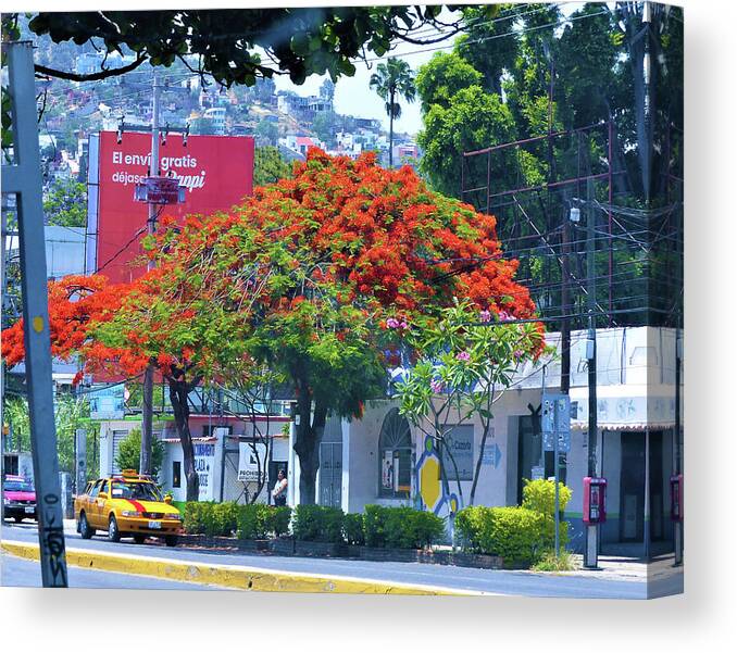 Streetscape Canvas Print featuring the photograph Royal Poinciana Tree by Rosanne Licciardi