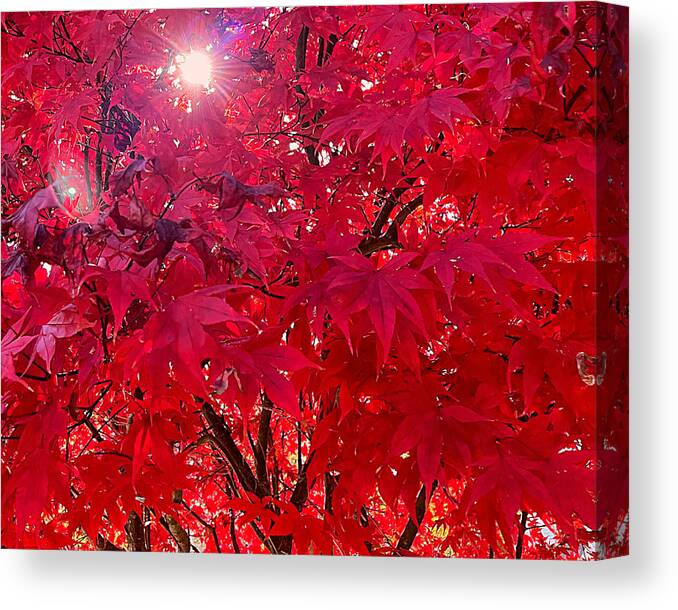 Red Canvas Print featuring the photograph Rrrrred by Lee Darnell