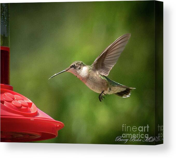 Nature Canvas Print featuring the photograph Ruby hovering by Barry Bohn