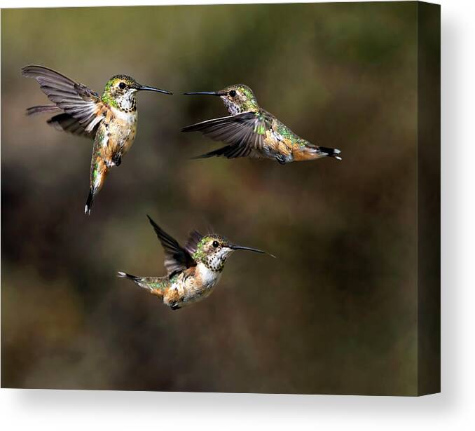 Hummingbird Canvas Print featuring the photograph Rufous Ruckus by Art Cole