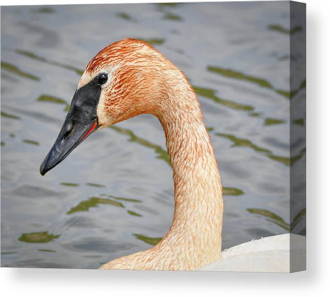 Rusty Neck Swan Canvas Print featuring the photograph Rusty Neck Swan by Michelle Wittensoldner