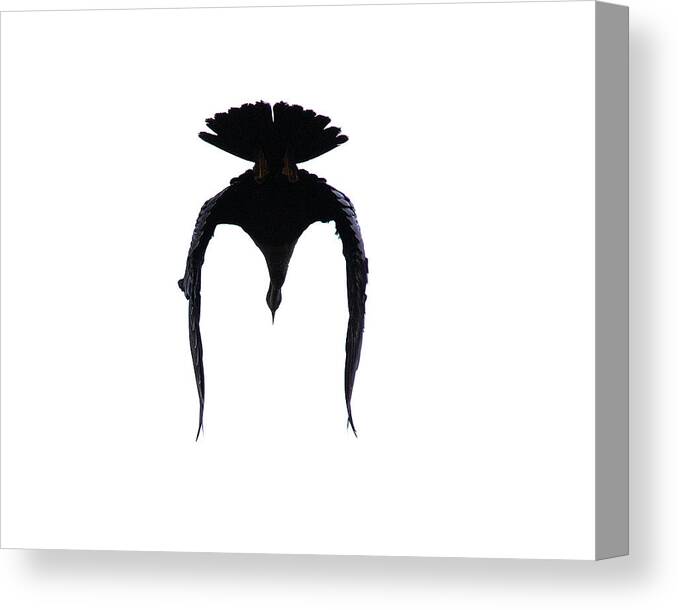 Anhinga Canvas Print featuring the photograph Samurai Anhinga by Mark Andrew Thomas