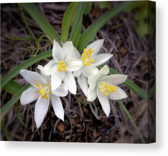 Sand Lilies Canvas Print featuring the photograph Sand Lilies by Bob Falcone