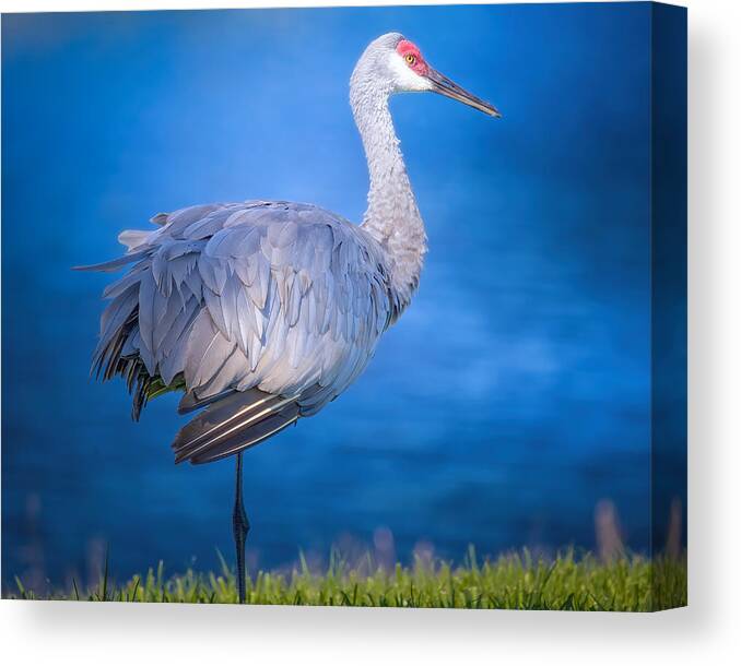 Sandhill Crane Canvas Print featuring the photograph Sandhill Crane by the River by Mark Andrew Thomas