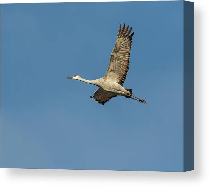 Sandhill Crane Canvas Print featuring the photograph Sandhill Crane In Flight 2020-1 by Thomas Young