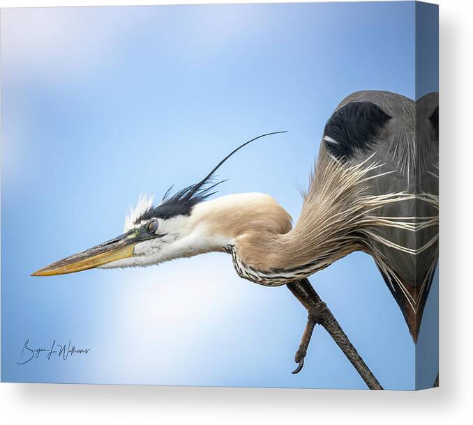 Heron Canvas Print featuring the photograph Scratch That Itch by Bryan Williams