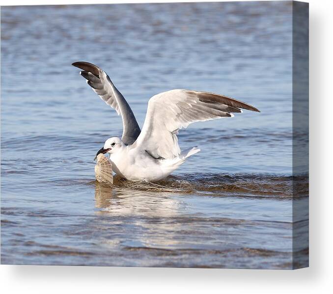 Seagull Canvas Print featuring the photograph Seagull and Its Catch by Mingming Jiang