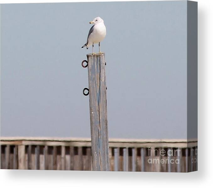 Seagull Canvas Print featuring the photograph Seagull Sunning by Catherine Wilson