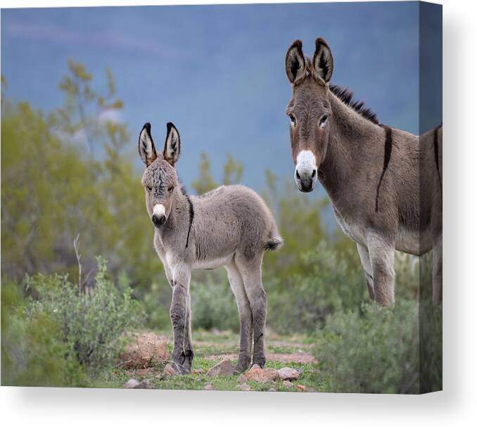 Wild Burro Canvas Print featuring the photograph Self Assured by Mary Hone