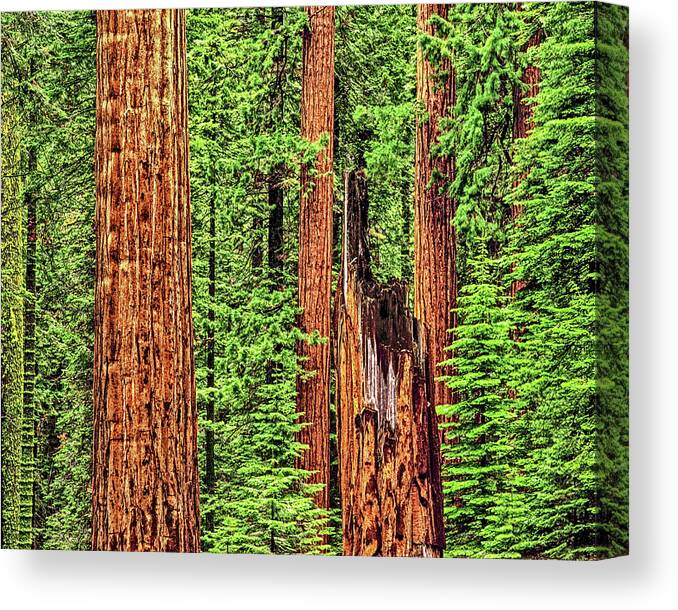 Redwoods Canvas Print featuring the photograph Sequoia Redwoods National Park, California by Don Schimmel