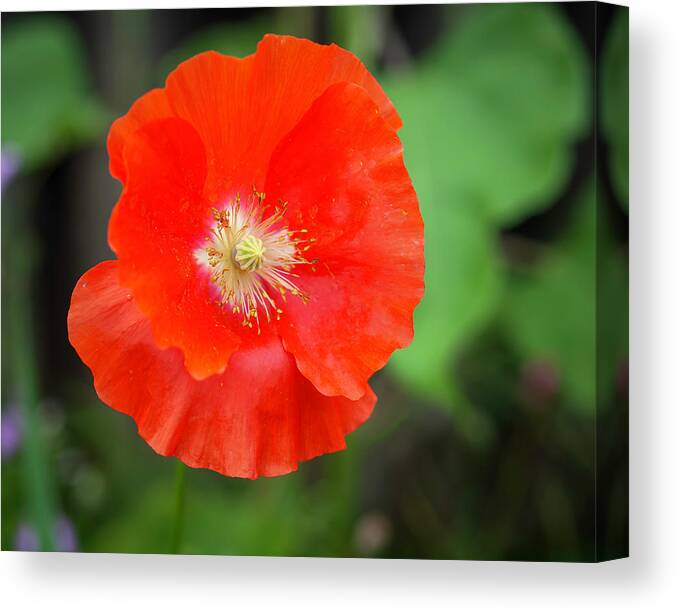 Shirley Poppy Canvas Print featuring the photograph Shirley Poppy 2022-1 by Thomas Young