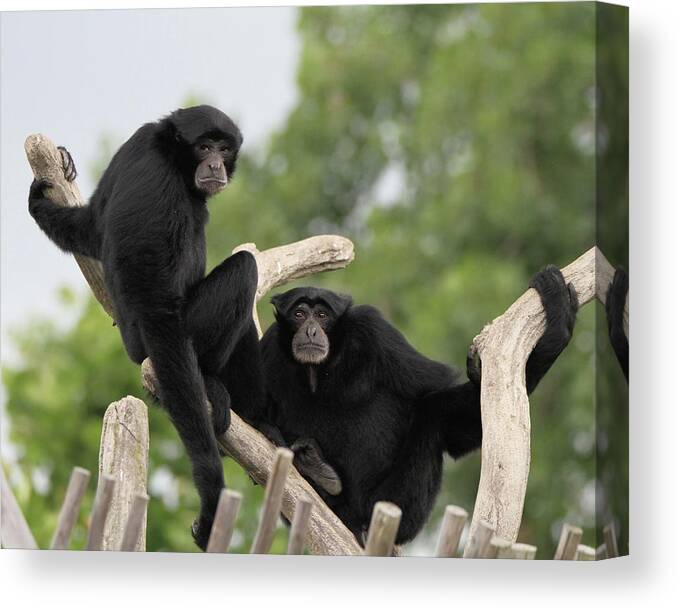 Siamang Monkeys Columbus Zoo Canvas Print featuring the photograph Siamang Monkeys Columbus Zoo by Dan Sproul