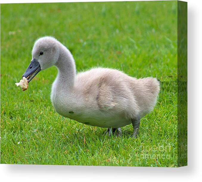 Signet Canvas Print featuring the photograph Signets Snack by Yvonne M Smith