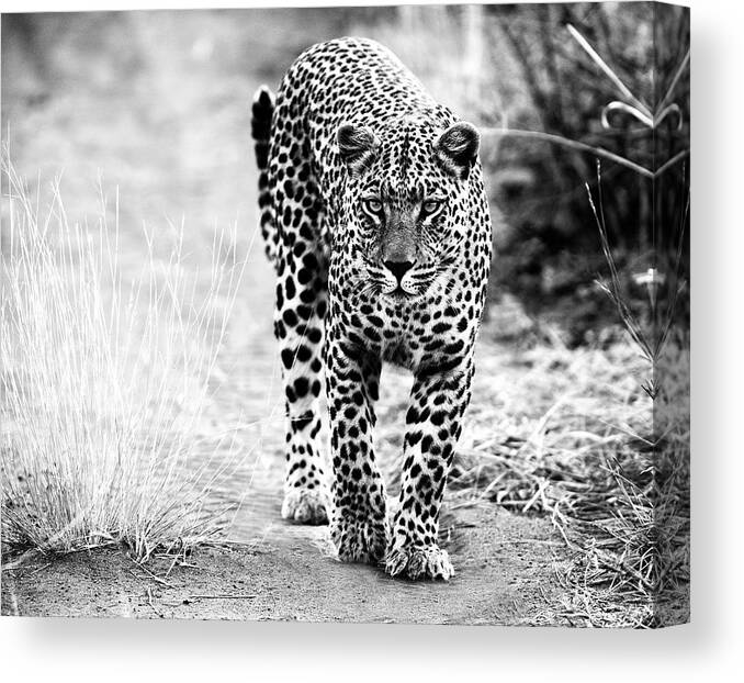 Animals Canvas Print featuring the photograph Silent Hunter by Stefan Knauer