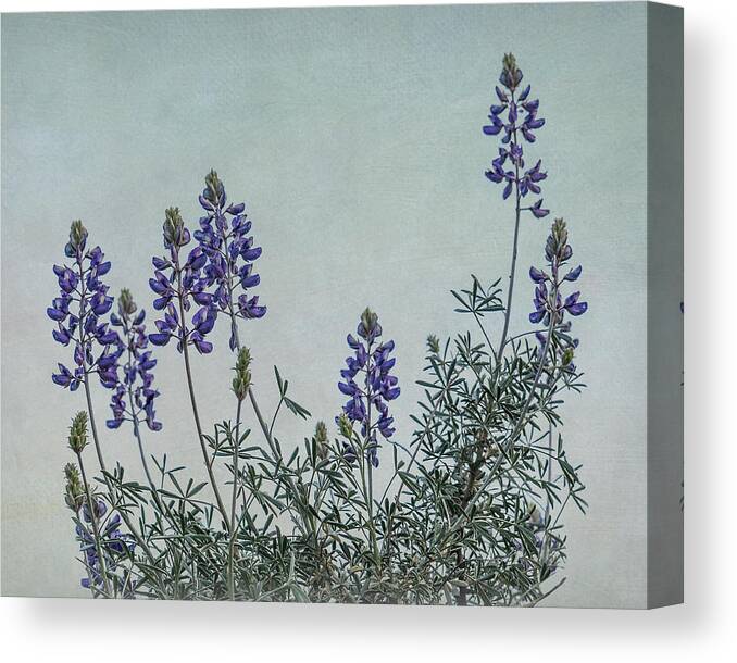 Silver Bush Lupine Canvas Print featuring the photograph Silver Bush Lupine by Patti Deters