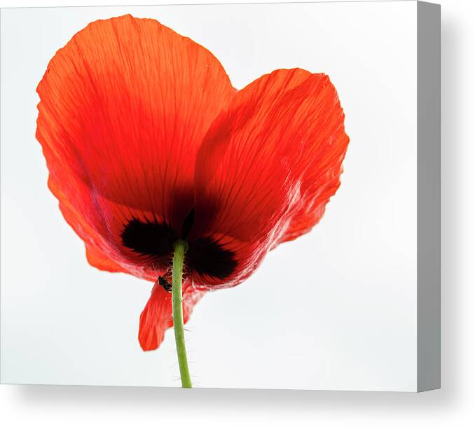 Single Canvas Print featuring the photograph Single Poppy Looking Up by Catherine Avilez