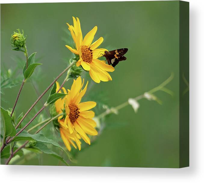 Sunflower Canvas Print featuring the photograph Skipper on Yellow Flowers by Mindy Musick King