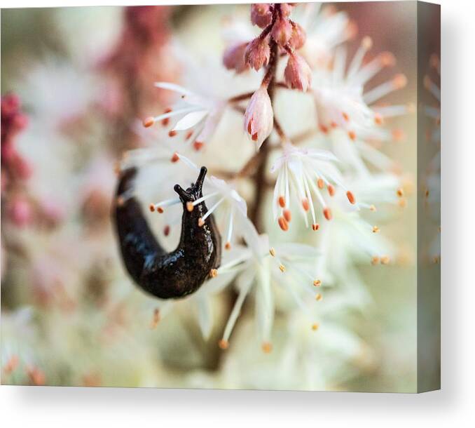 Orange Flower Canvas Print featuring the photograph Slug In The Garden - Macro Photography by Amelia Pearn
