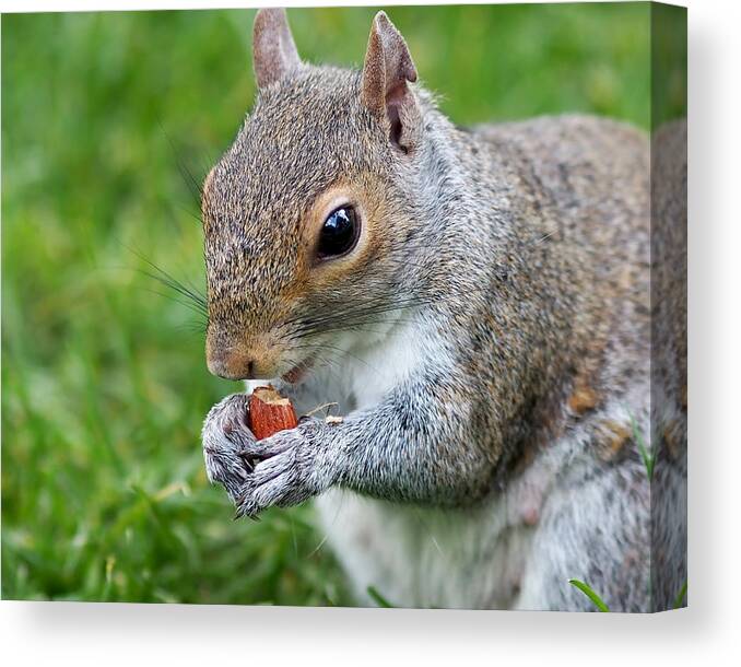 Squirrel Canvas Print featuring the photograph Snack Break for Squirrel by Rona Black