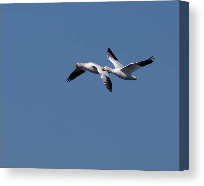 Snow Geese Canvas Print featuring the photograph Snow Goose Pair by Flinn Hackett