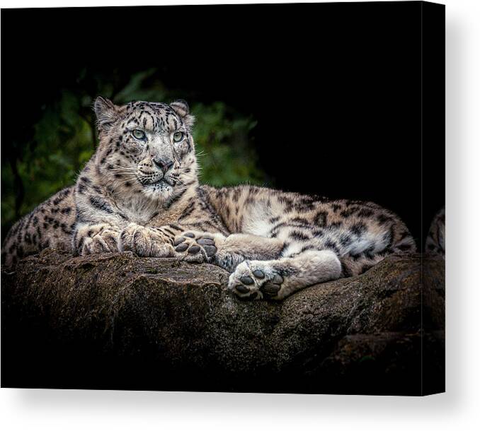 Animal Canvas Print featuring the photograph Snow Leopard on the rocks by Chris Boulton