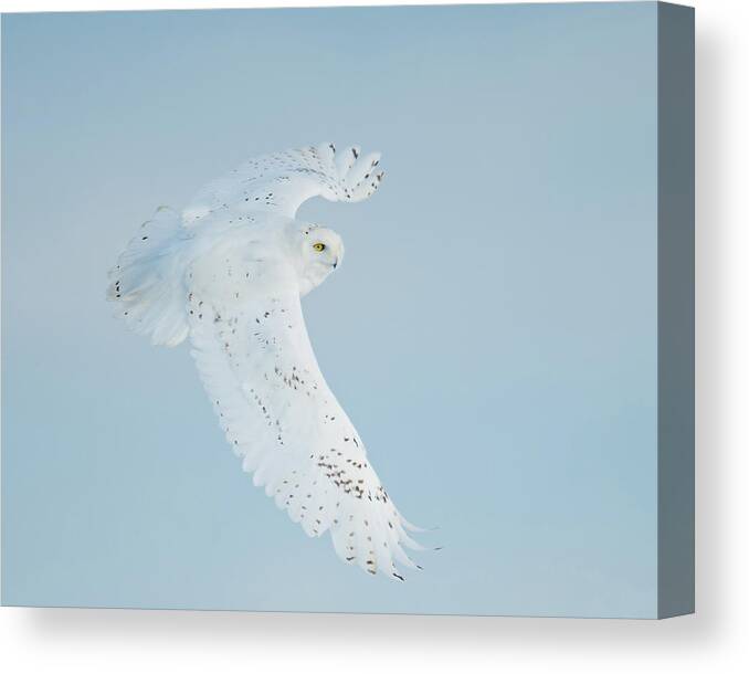 Owls Canvas Print featuring the photograph Snowy Against Blue Sky by CR Courson