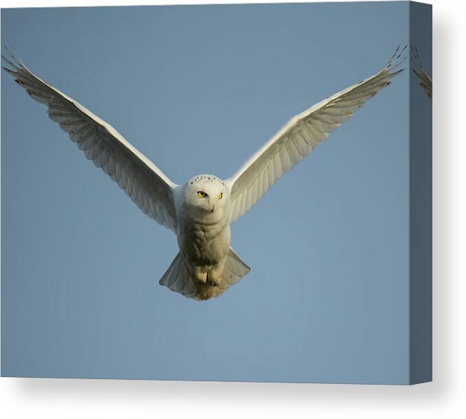 Bubo Scandiacus Canvas Print featuring the photograph Snowy Owl by CR Courson