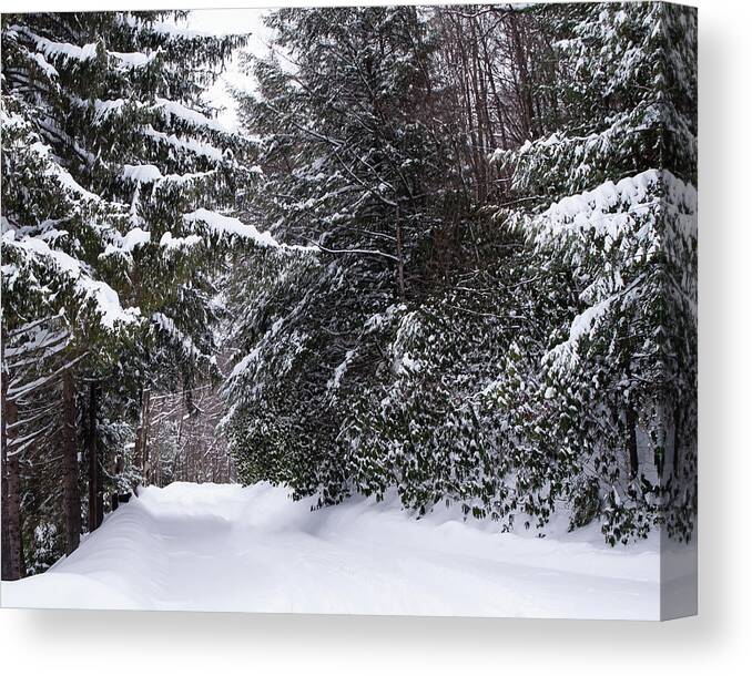 Snowy Trail Canvas Print featuring the photograph Snowy Trail Wv by Flees Photos