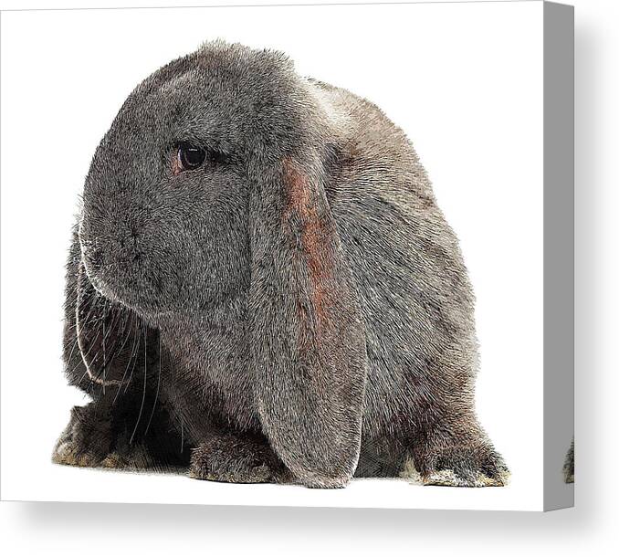 Black Canvas Print featuring the painting So darn cute, French Lop Rabbit by Custom Pet Portrait Art Studio