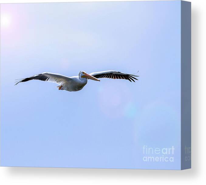 Pelican Canvas Print featuring the photograph Soaring Pelican by Shirley Dutchkowski