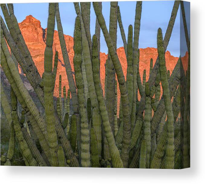 Ajo Mountain Drive Canvas Print featuring the photograph Sonora Obscura by James Covello