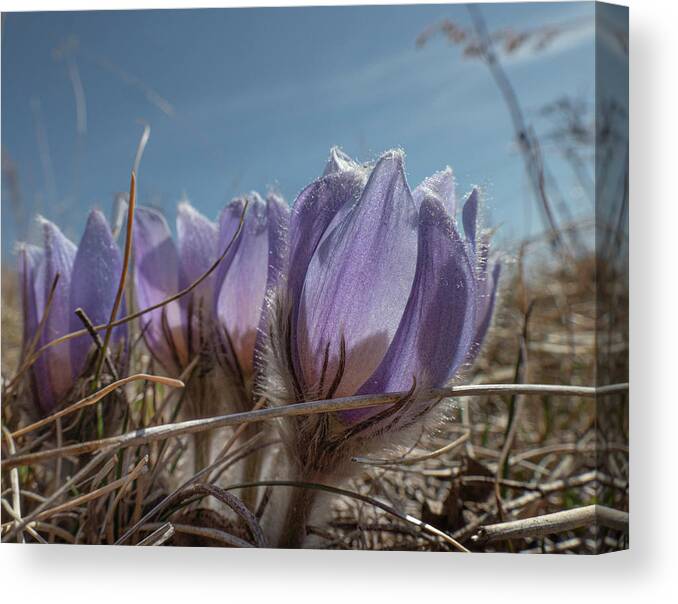 Pasqueflower Canvas Print featuring the photograph Spring Pasqueflower by Phil And Karen Rispin