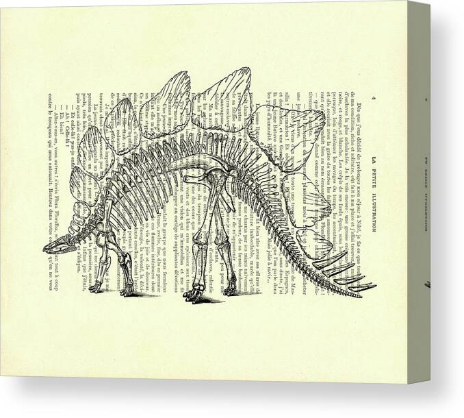 Stegosaurus Canvas Print featuring the mixed media Stegosaurus skeleton by Madame Memento