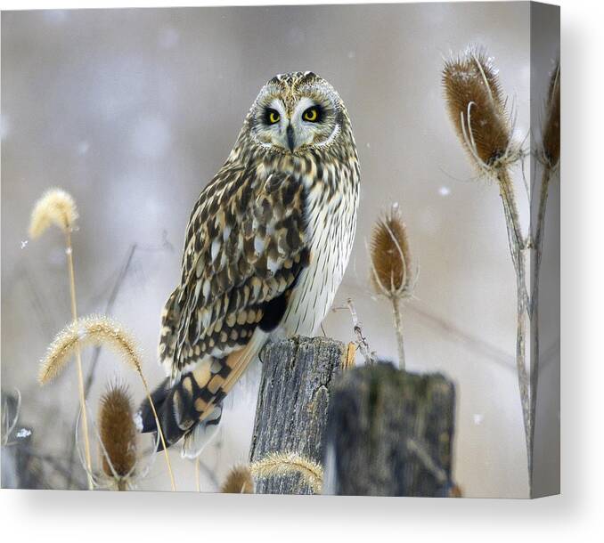 Owl Canvas Print featuring the photograph Still Winter Evening by Timothy McIntyre