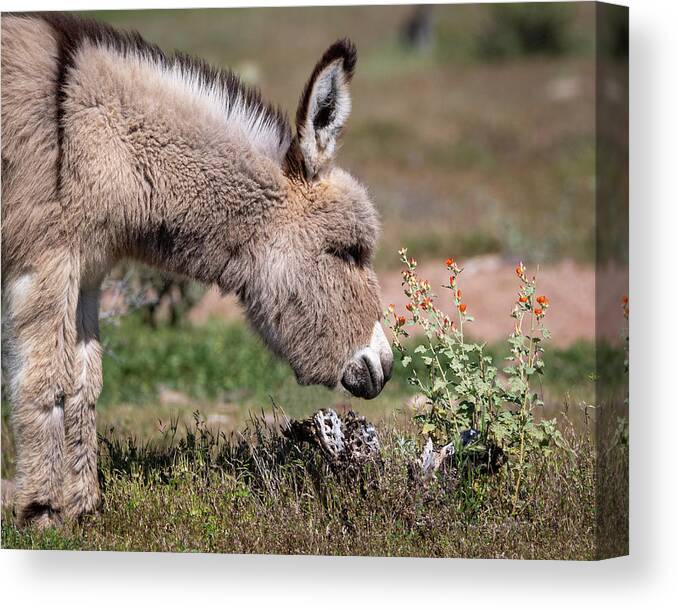 Wild Burros Canvas Print featuring the photograph Stop and smell the flowers by Mary Hone