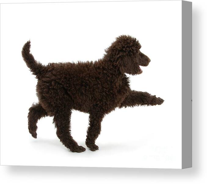 Standard Poodle Canvas Print featuring the photograph Strutting out Poodle by Warren Photographic