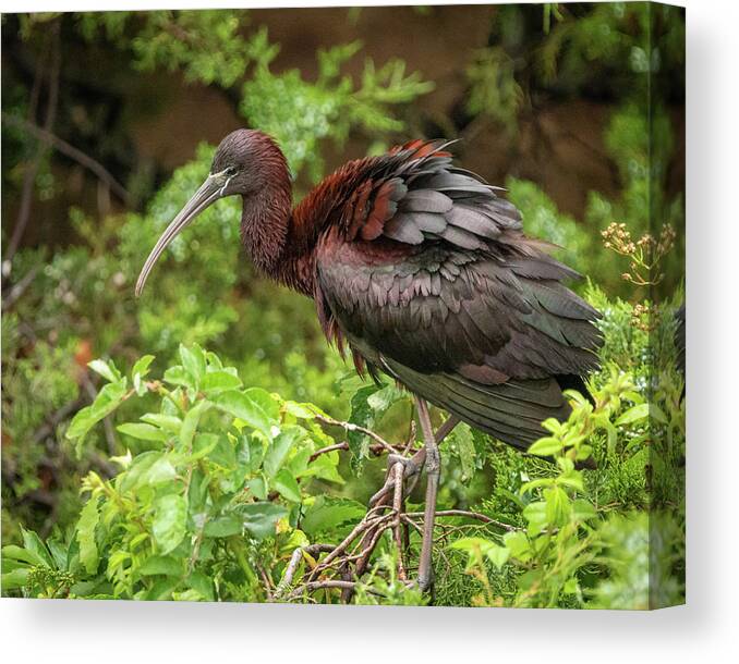 Glossy Ibis Canvas Print featuring the photograph Summer Glossy Ibis by Kristia Adams