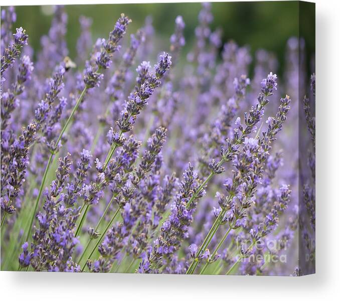 Summer Canvas Print featuring the photograph Summer Lavender by Lorraine Cosgrove