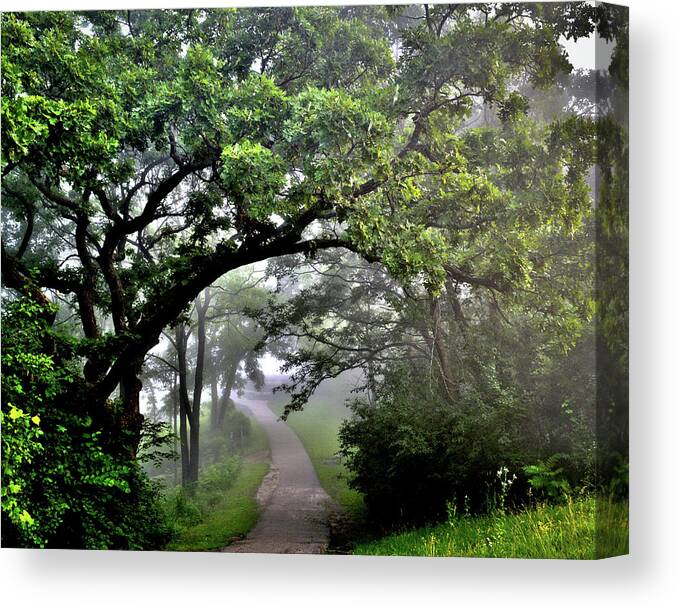 Fog Canvas Print featuring the photograph Summer Path by Susie Loechler