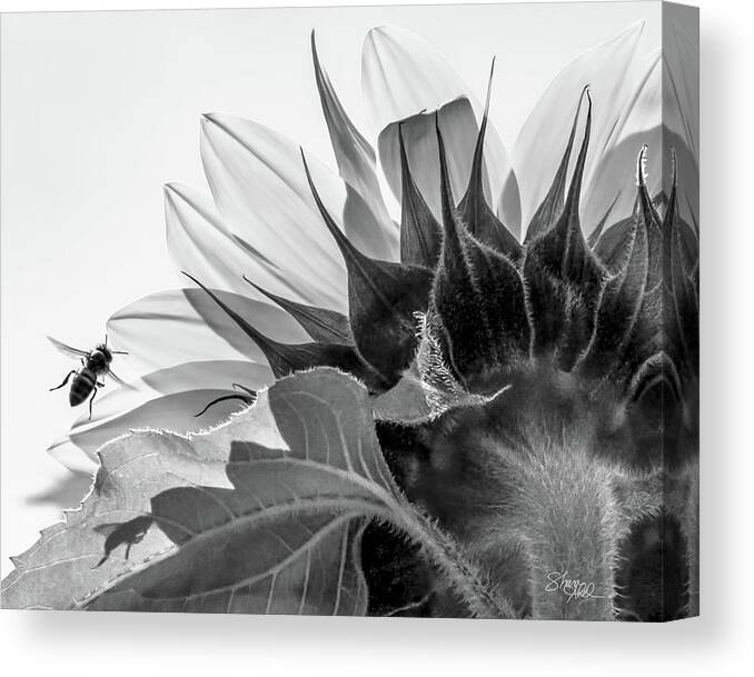 Sunflower Canvas Print featuring the photograph Sunflower and the Busy Bee by Shara Abel