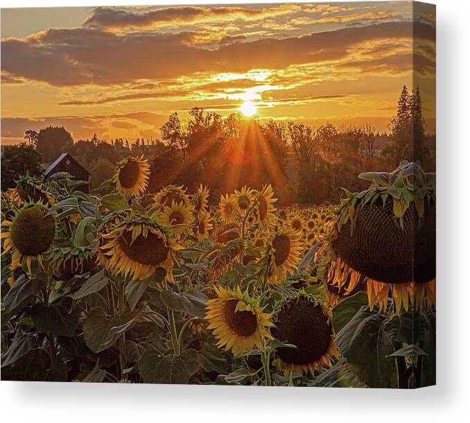 Sunflower Canvas Print featuring the photograph Sunflower field by Ulrich Burkhalter