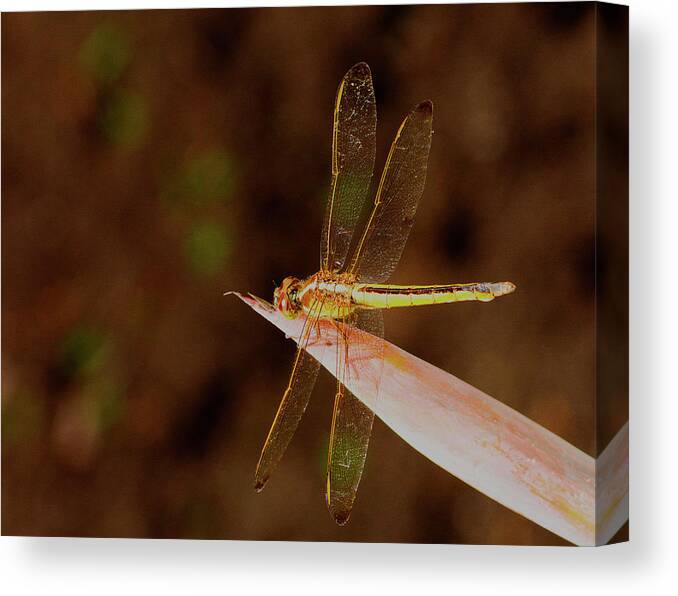 Dragonfly Canvas Print featuring the photograph Sunning Dragon by Bill Barber