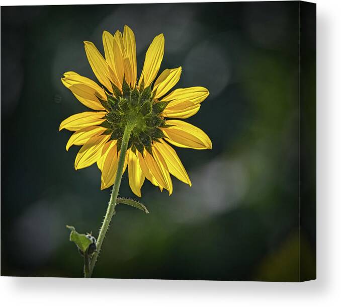 Bloom Canvas Print featuring the photograph Sunny Sunflower Following the Sun by Debra Martz
